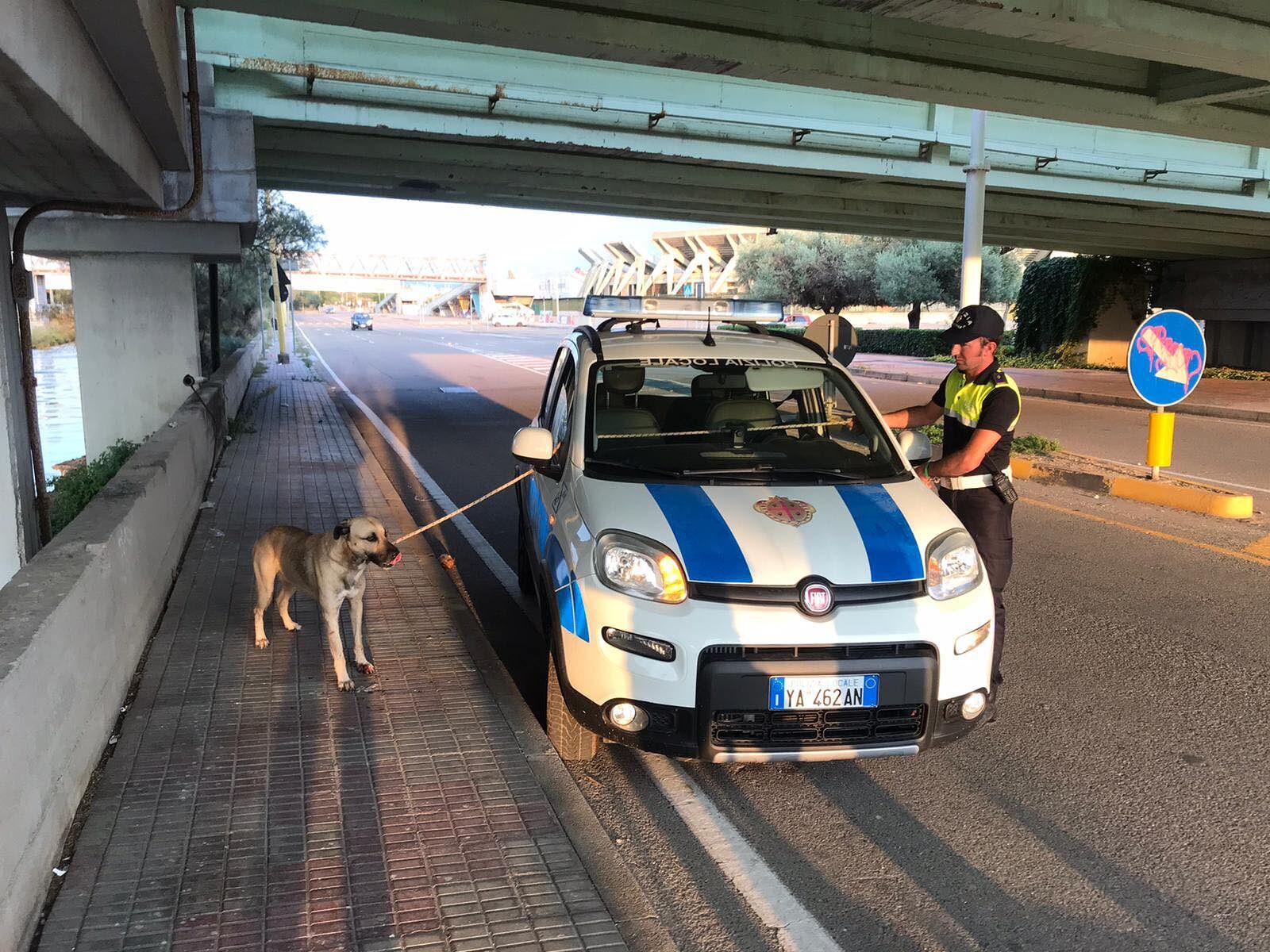 Cagliari, cane investito da un’auto vaga per strada ferito e impaurito: soccorso dalla Municipale