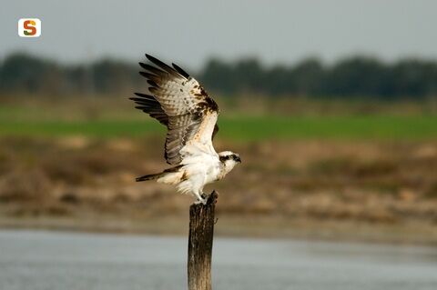 Falco pescatore trovato morto a Siliqua: folgorato dai cavi dell’alta tensione