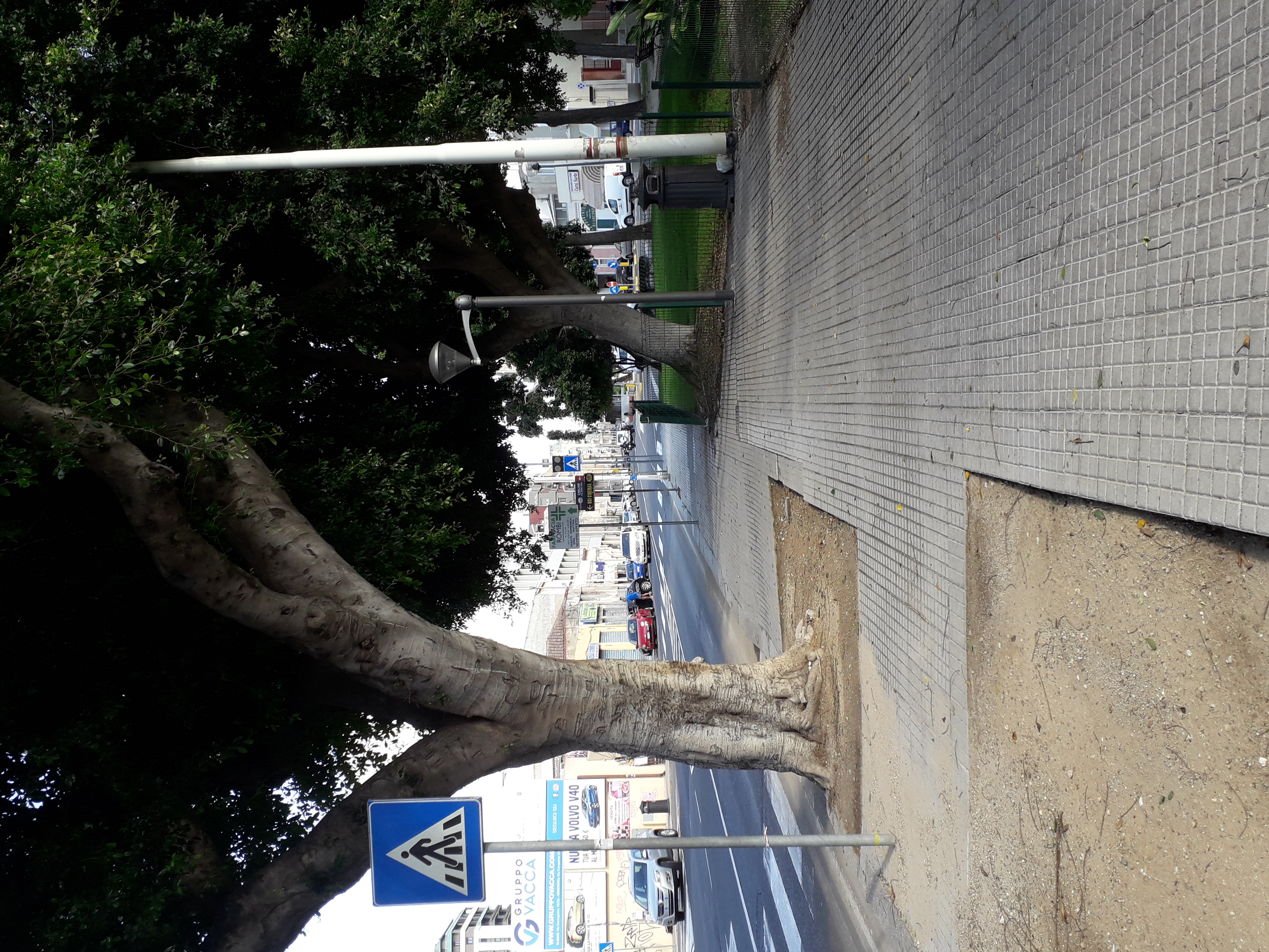 Alberi a Cagliari, da tagliare, o da spostare: le scelte da fare e la storia che in pochi ricordano