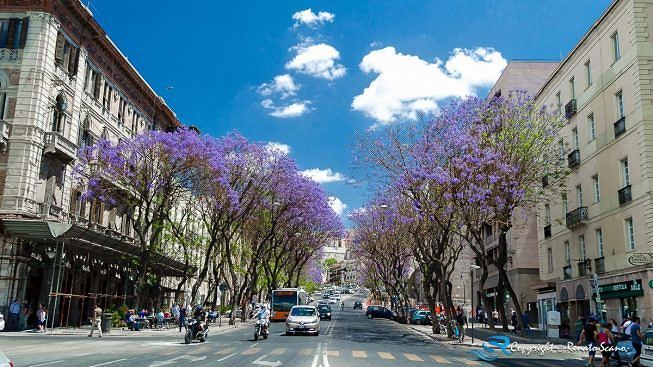 Cagliari, jacarande del Largo a rischio: “Abbatteremo tutte quelle che sono state colpite da un fungo”