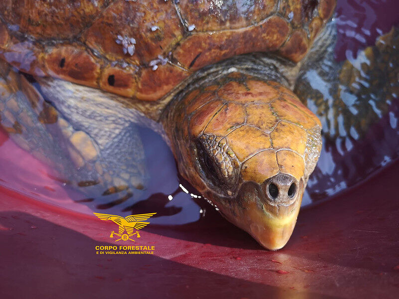 Sta meglio la “Caretta caretta” salvata a Quartu, presto sarà rimessa in libertà