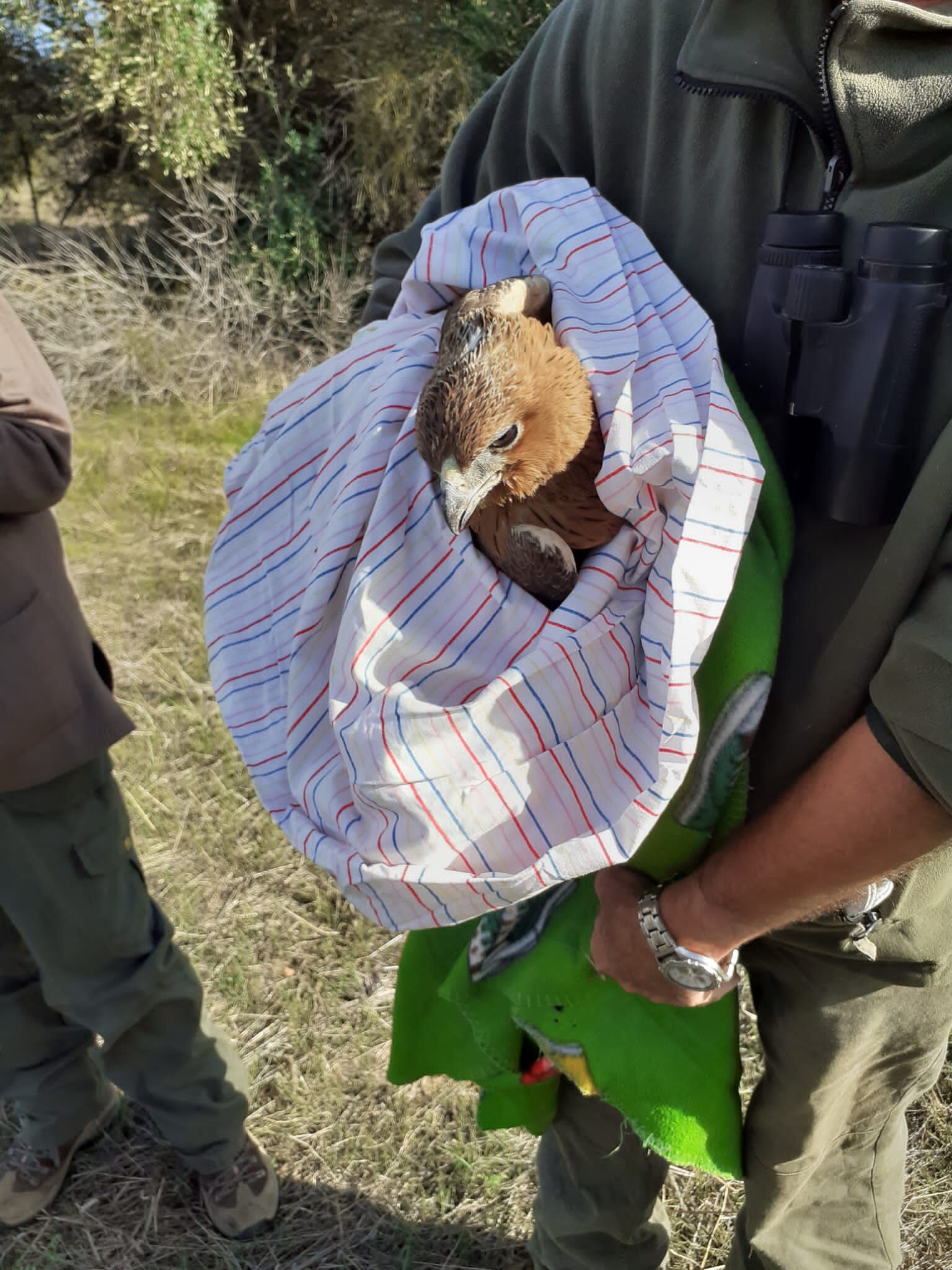 Decimomannu, aquila di Bonelli ferita soccorsa nelle campagne