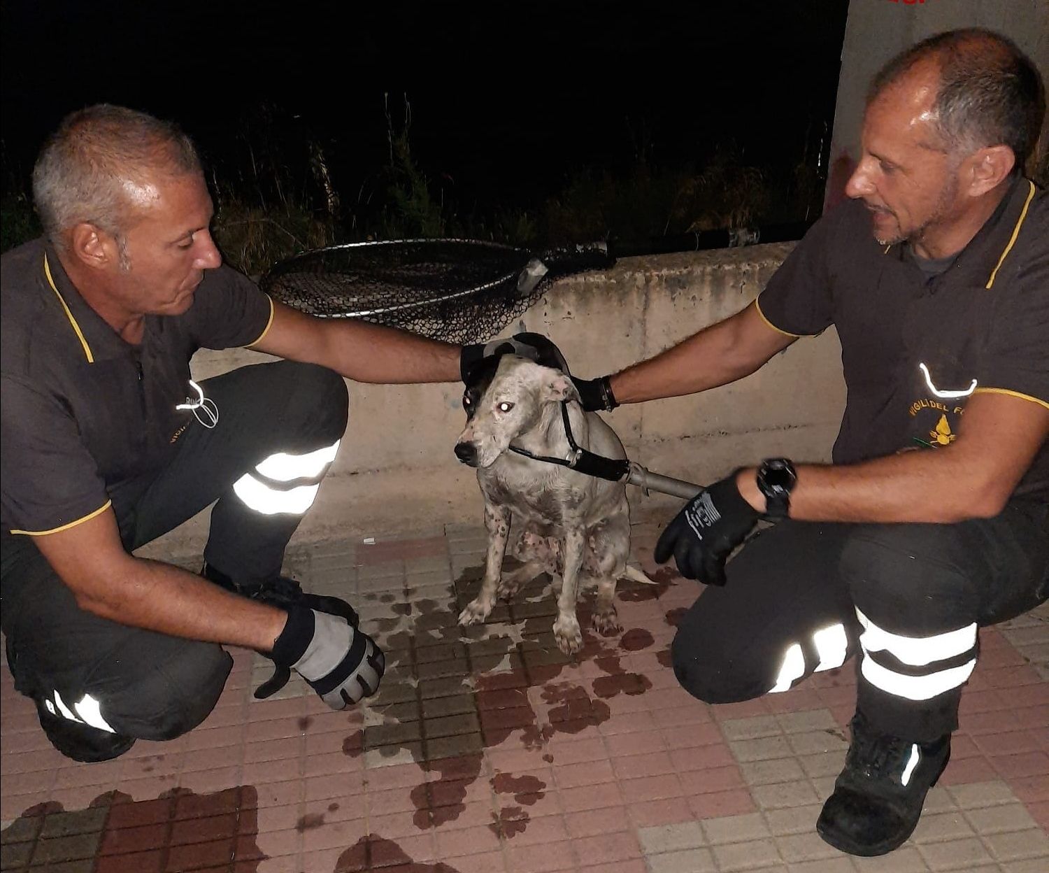 Precipita nel canale di Terramaini, cane salvato dai pompieri: il proprietario trovato grazie a Facebook
