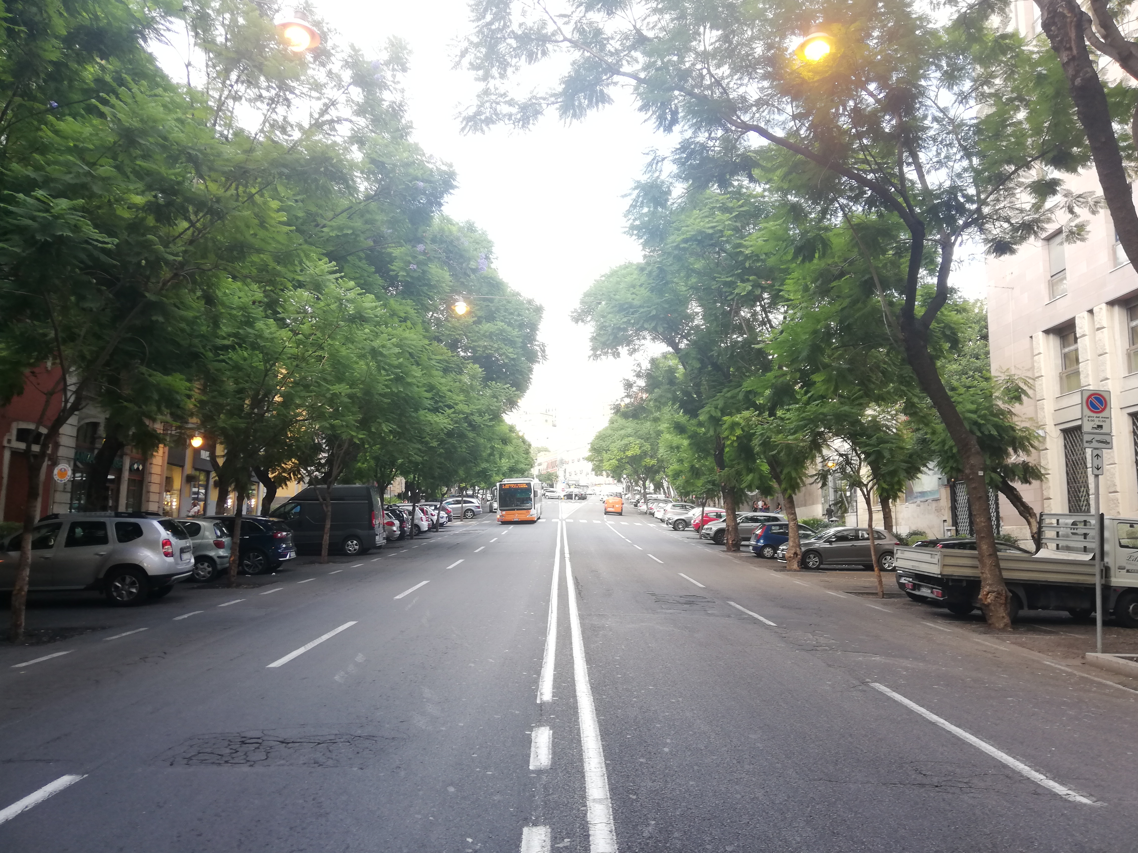 Cagliari, 23 jacarande del Largo attaccate da un fungo: “Saranno abbattute”