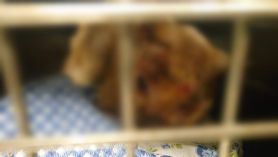 Orrore a San Sperate, gatto bruciato vivo: trovato dai proprietari agonizzante in giardino