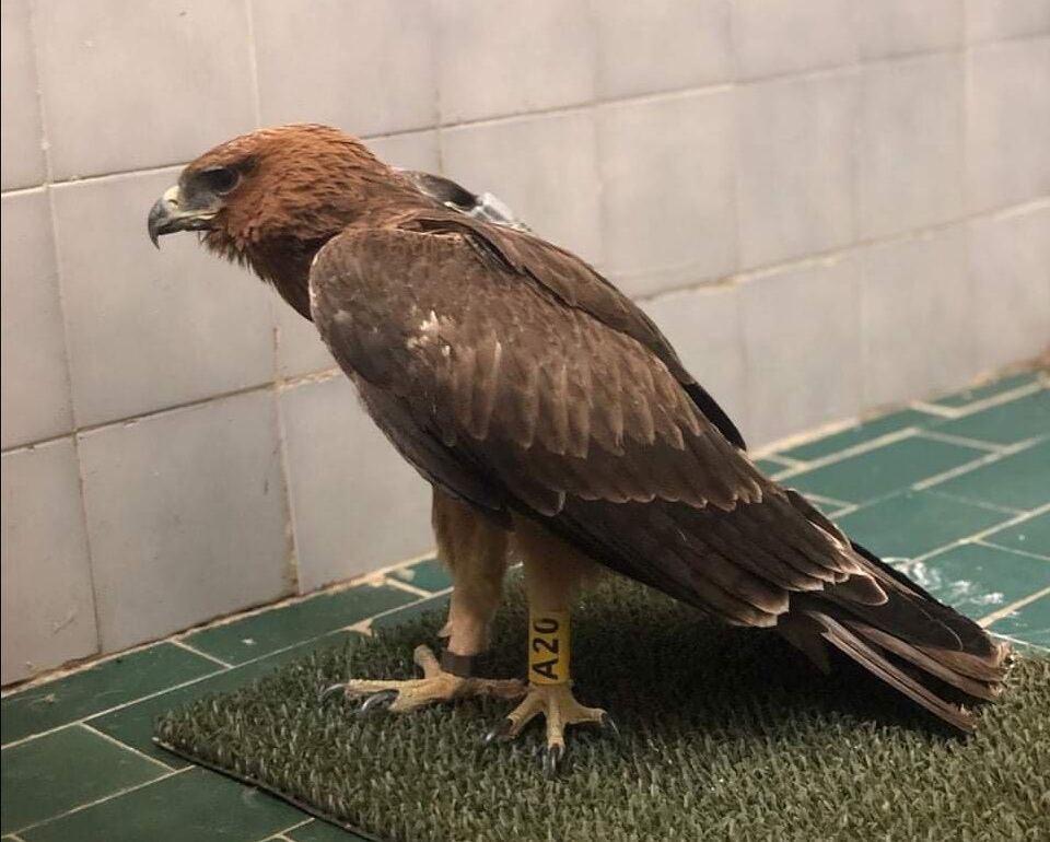 Cagliari, morto Zoseppe: l’Aquila di Bonelli liberata in Sardegna