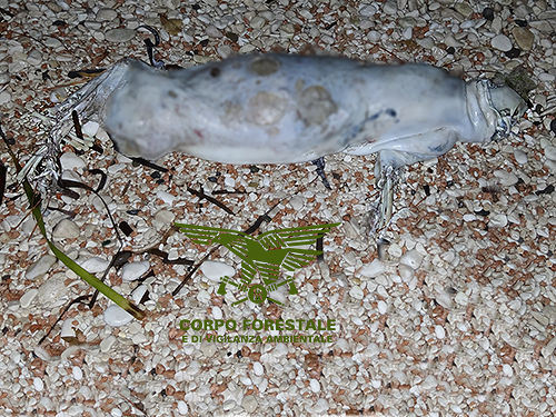 Eccezionale scoperta a Cala Gonone: trovati resti di un cucciolo di foca monaca