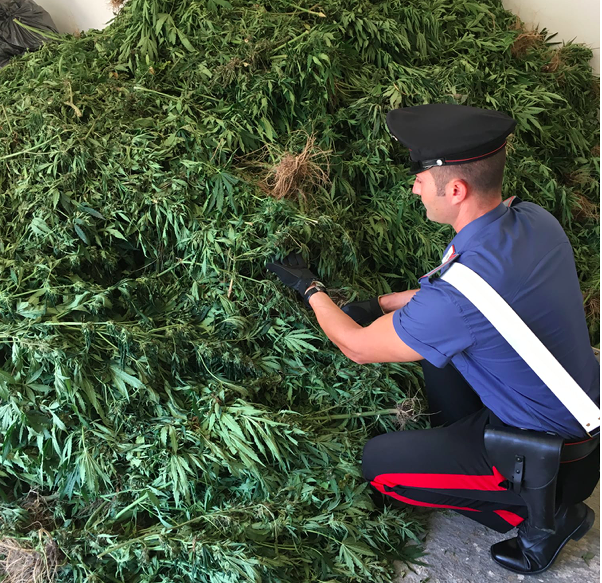In casa piante di marijuana e 1 kg di droga: giovane in manette a Bono