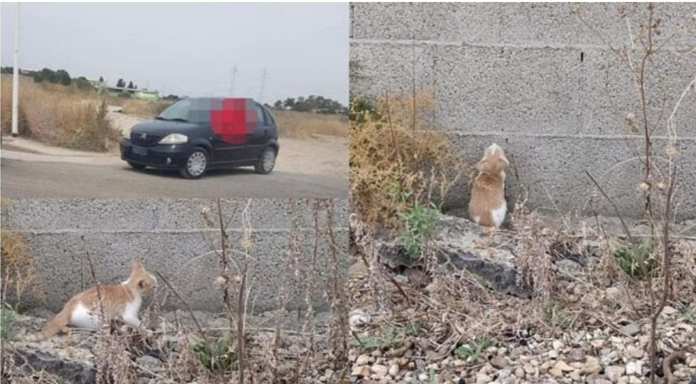 Quartucciu, aperta un’inchiesta per identificare la persona che ha gettato dal cofano della macchina 3 gattini