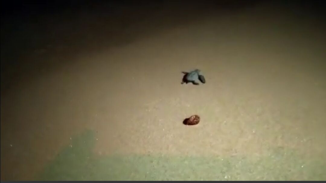 Chia, tutte le tartarughine Caretta Caretta “in viaggio” verso il mare