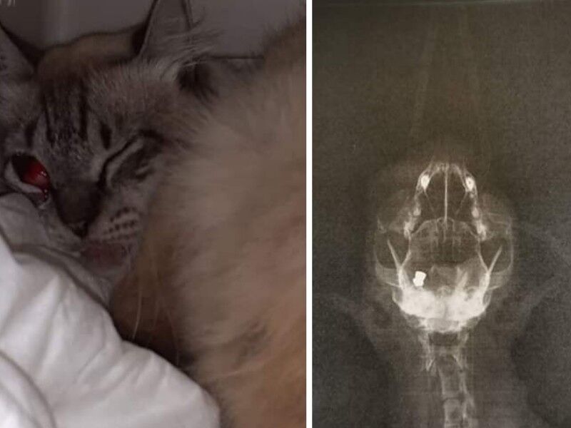 Orrore in Sardegna, spari contro il gatto di una colonia: “Perderà un occhio”