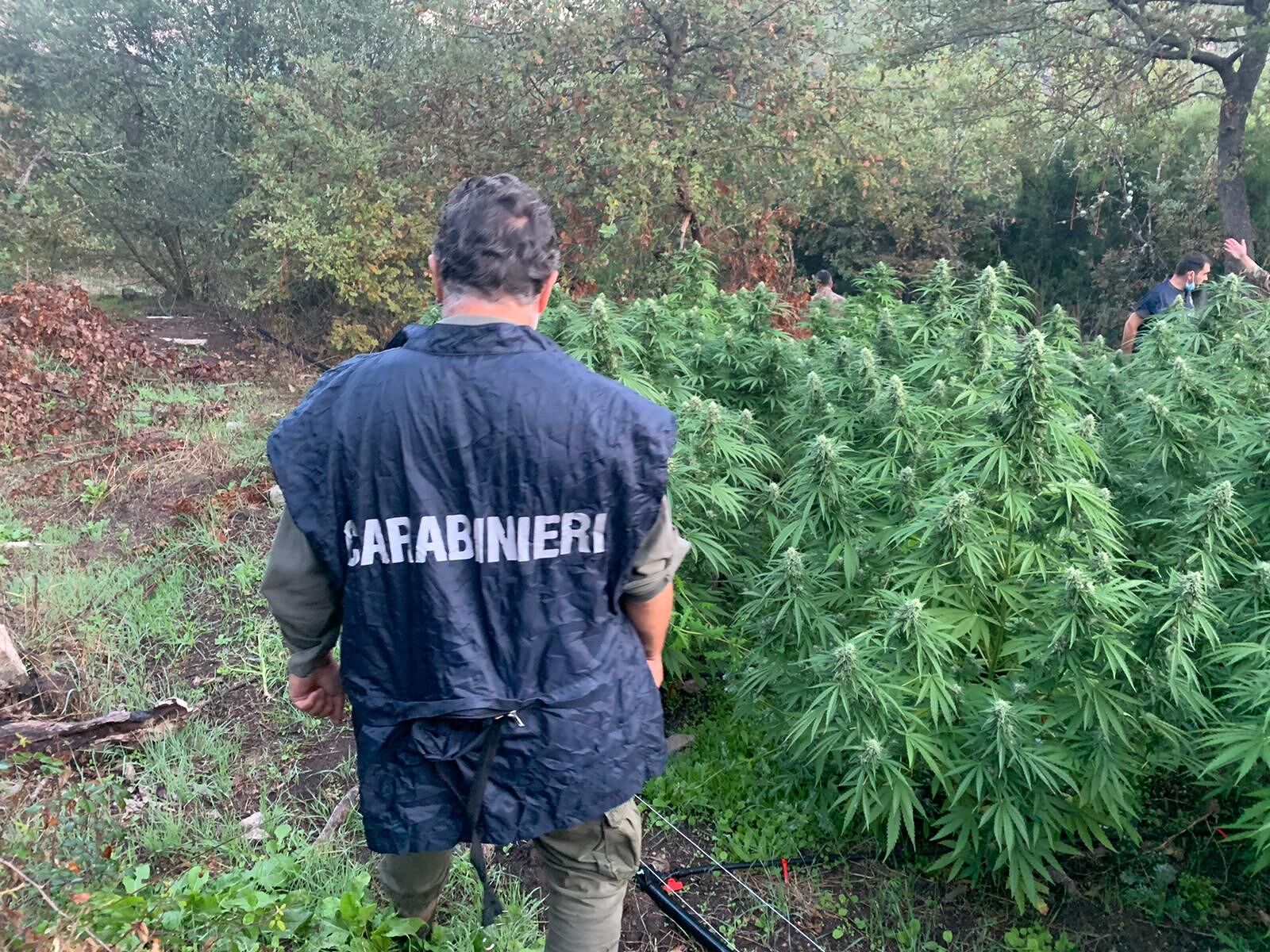 Argo, il cane da caccia stordito dall’odore della cannabis: trovate piantagioni da 4 milioni di euro a Sedilo