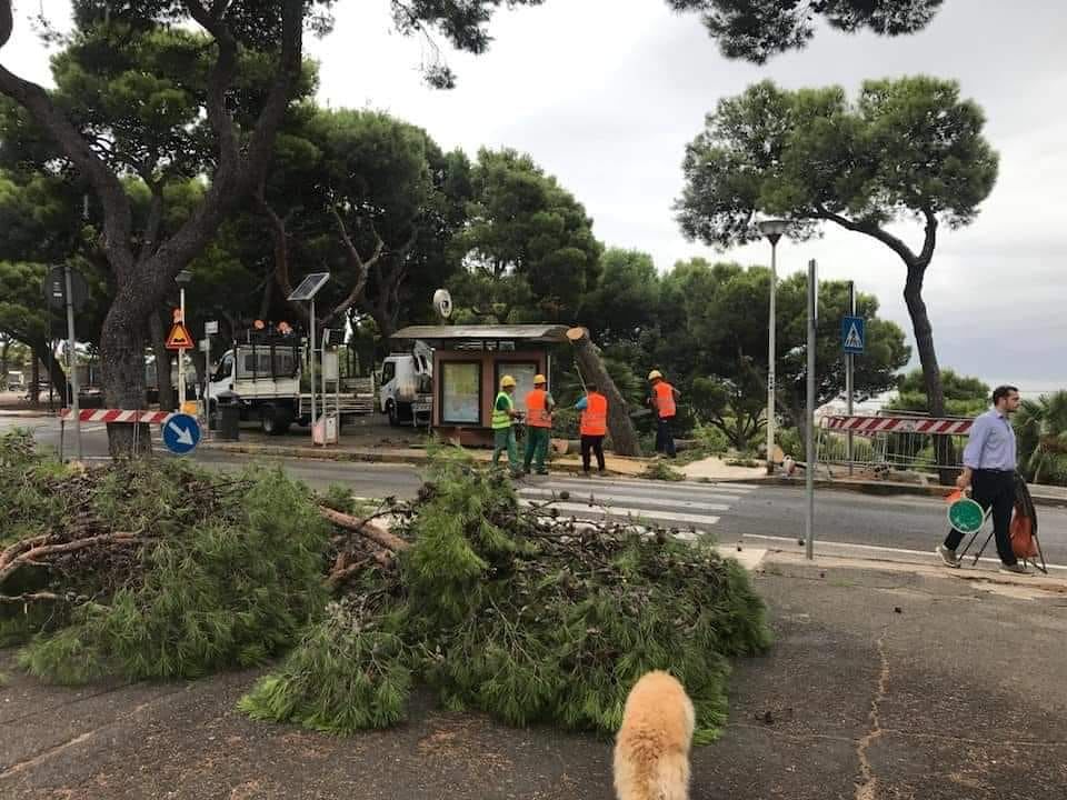 Cagliari, guerra sui pini abbattuti in viale Buoncammino: “Il centrodestra distrugge il verde senza avvisare i cittadini”