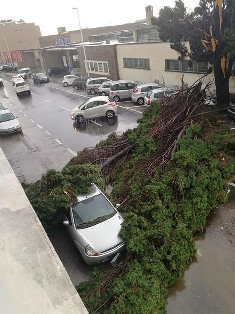 Mannino: “Alberi caduti a Cagliari, avevamo ragione noi: la sinistra non tutela la sicurezza dei cittadini”
