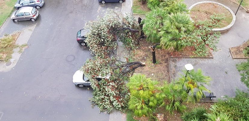 Selargius, in piazza Giovanni crollano ben due alberi sulle auto parcheggiate: momenti di paura (VIDEO)