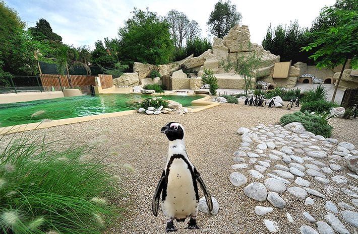 Deidda (Fdi): “Silenzio di Boccia e Governo su vergognosa vicenda BioParco Roma: sardi lasciati fuori, ci aspettiamo le scuse”