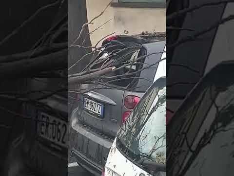Cagliari, albero enorme si schianta sulle auto in viale Monastir: il VIDEO dell’emergenza, strada paralizzata
