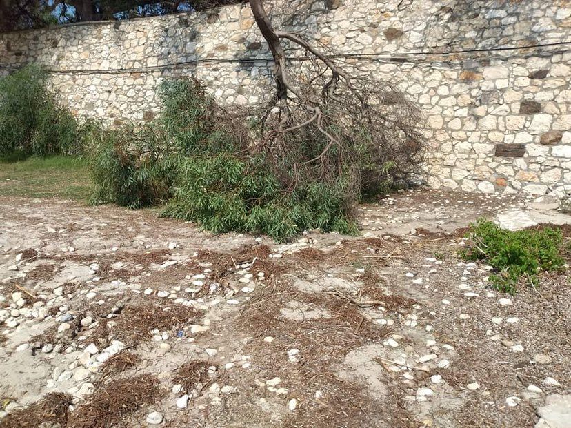 Cagliari, crollano altri due alberi nel cuore di Calamosca: “Meno male che non è successo con la spiaggia affollata”