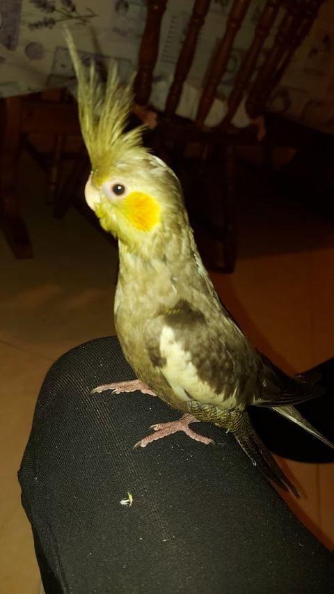 Maracalagonis, è scappata la calopsite Max: “Vi prego, aiutatemi a ritrovarla”