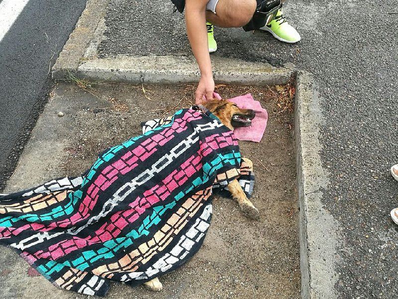 Cagliari, il bel gesto di un motociclista: travolge un cane ma lo soccorre subito e lo salva