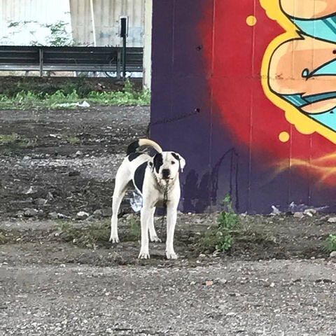 Cagliari, cagnetto abbandonato e legato con una corda al guardrail del ponte della Scaffa: che tristezza