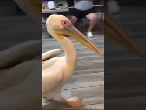 Cliente speciale in un ristorante di Beirut: un pellicano si ferma per uno spuntino di pesce