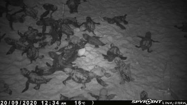 Lieto evento in spiaggia a Chia: nate le prime 65 tartarughine