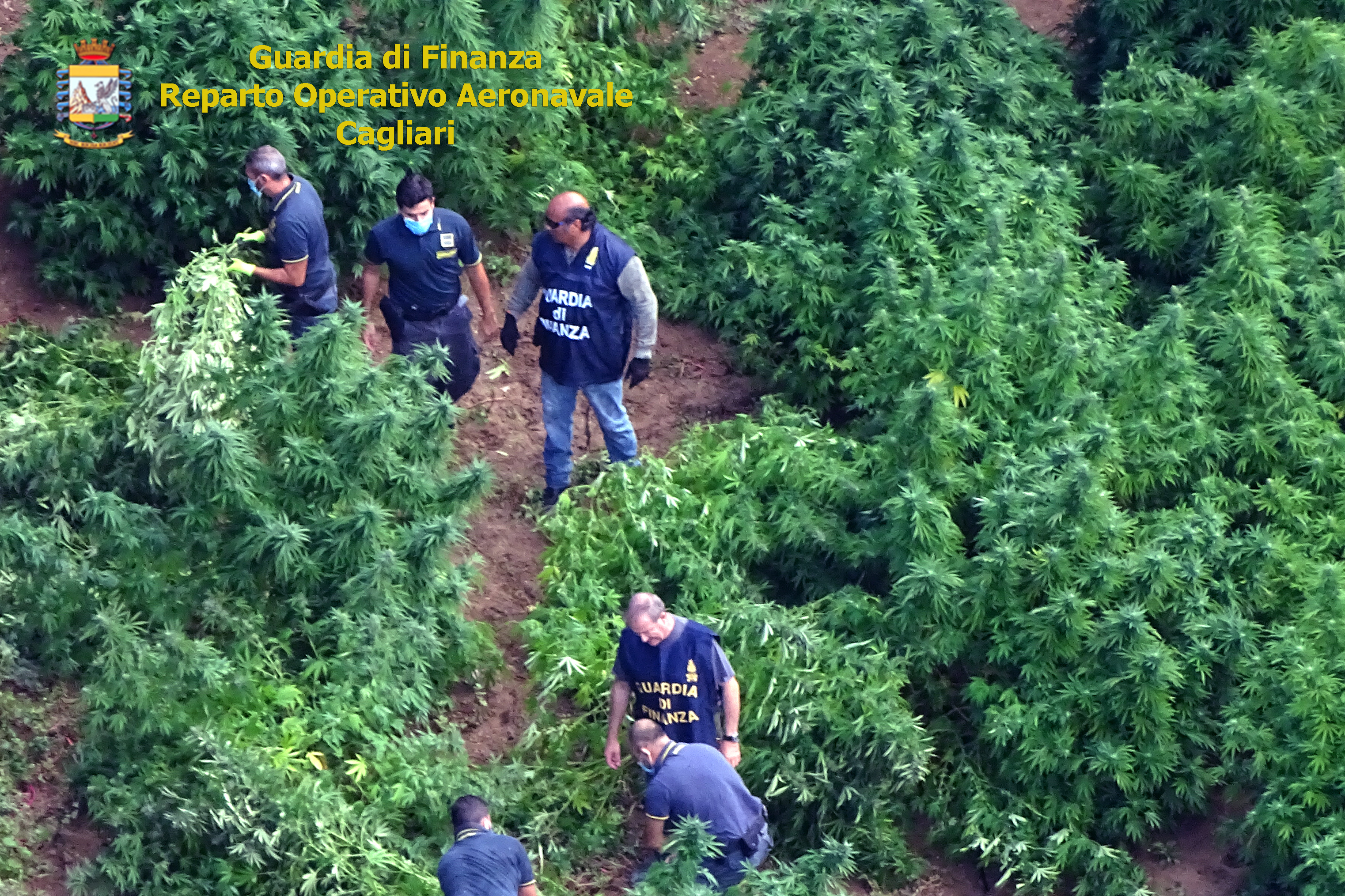 Donori, sequestrata dai finanzieri una maxi piantagione di marijuana