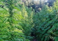 Donori, sequestrata dai finanzieri una maxi piantagione di marijuana
