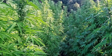 Donori, sequestrata dai finanzieri una maxi piantagione di marijuana
