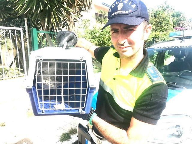 Poetto, la bella storia del gabbiano ferito recuperato e salvato dalla Polizia Locale