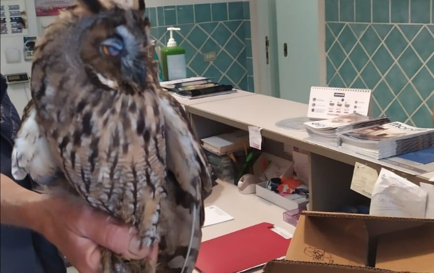 Spiumato e debilitato, gufo salvato a Cagliari dagli agenti della polizia Municipale