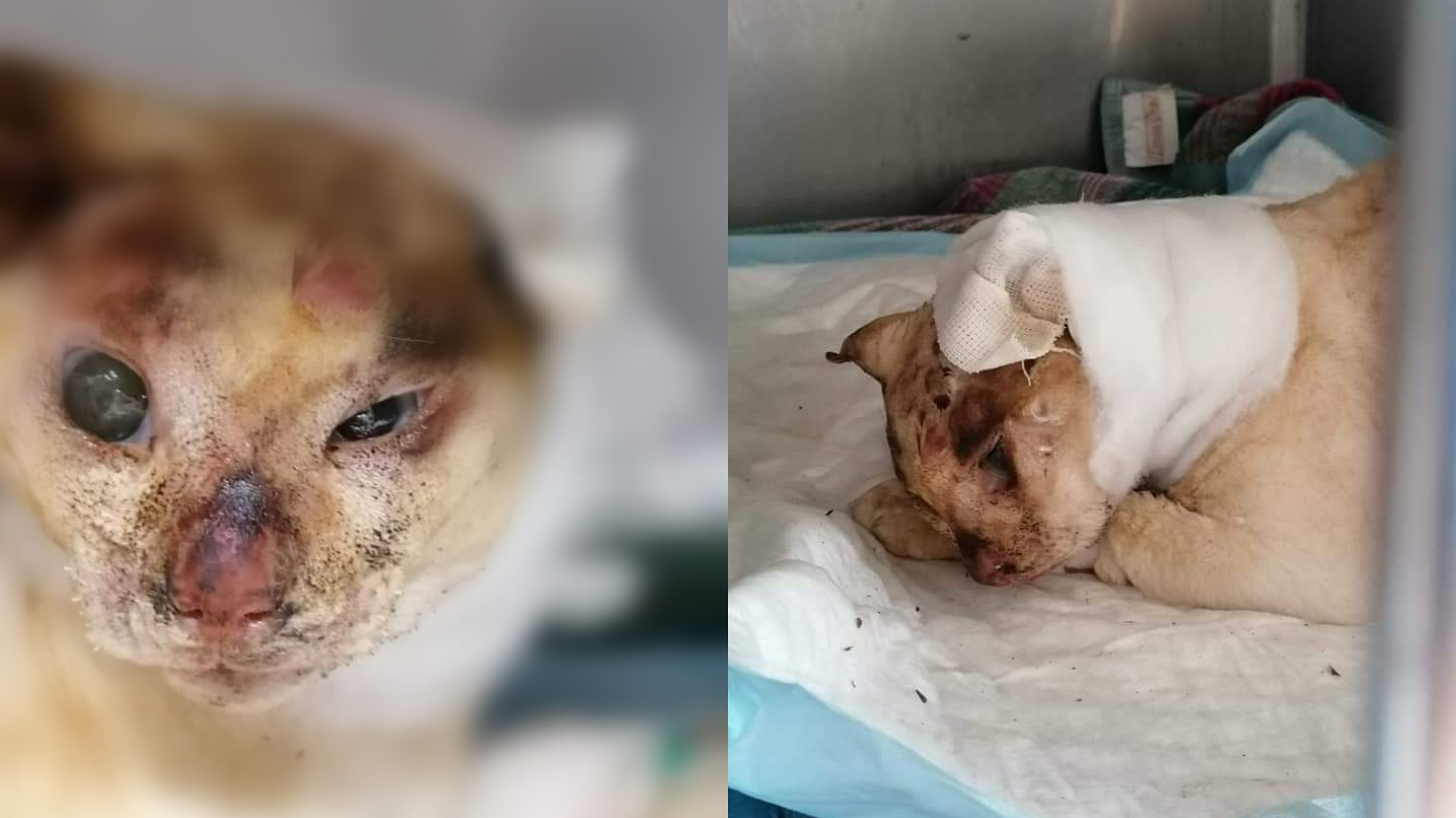 San Sperate, forse non perderà la vista ma verranno amputate le orecchie al povero gatto bruciato vivo