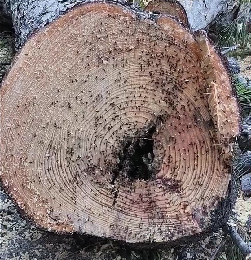Cagliari, guerra sui pini abbattuti: “Alberi marci, grosso pericolo: dentro c’erano formiche”