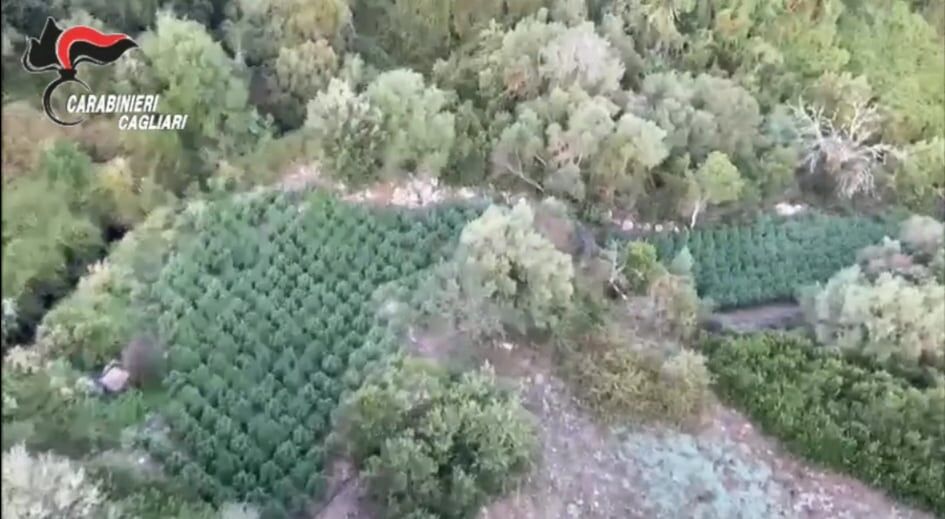 Sente odore di marijuana a Sedilo e si insospettisce, poi la scoperta: 3 piantagioni nascoste nelle campagne