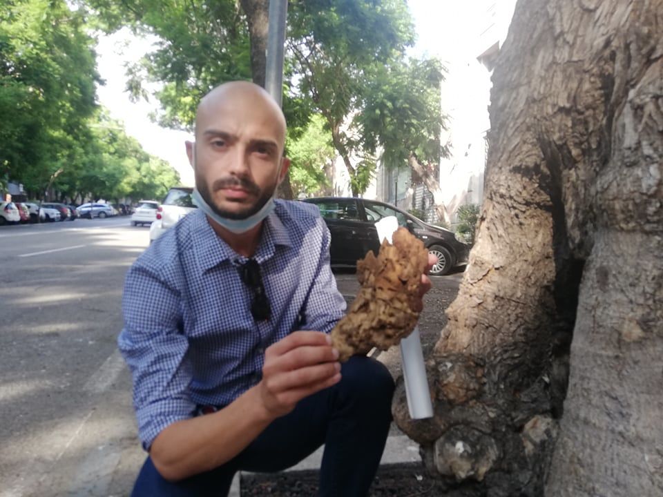 Jacarande malate e da abbattere a Cagliari: “Colpa delle auto e di potature sbagliate”