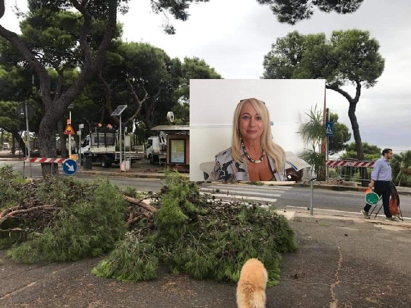 Cagliari, 16 milioni per la cura del verde pubblico: “Alberi malati abbattuti? No, sono cavature”