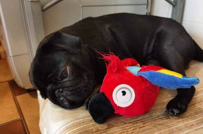 Quartu, cane travolto e ucciso sulle strisce: “Aiutatemi a trovare il pirata della strada”