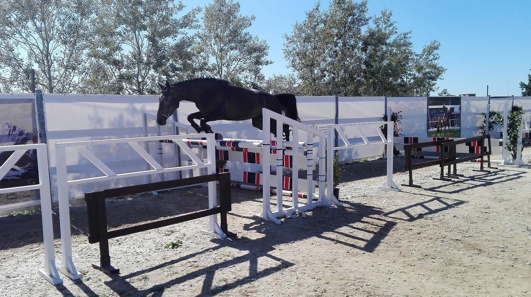 Tanca Regia, record di cavalli iscritti al 58° Premio Regionale: ben 257