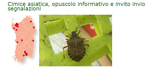 Cimice asiatica, l’appello dell’agenzia Laore Sardegna: “Segnalatele e catturatele”