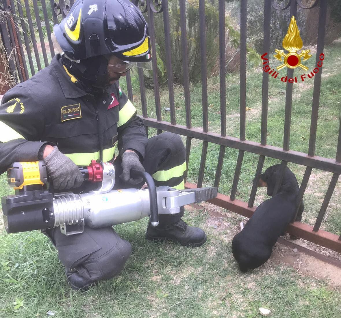 Siniscola, cagnolino incastrato in un cancello: lo liberano i vigili del fuoco