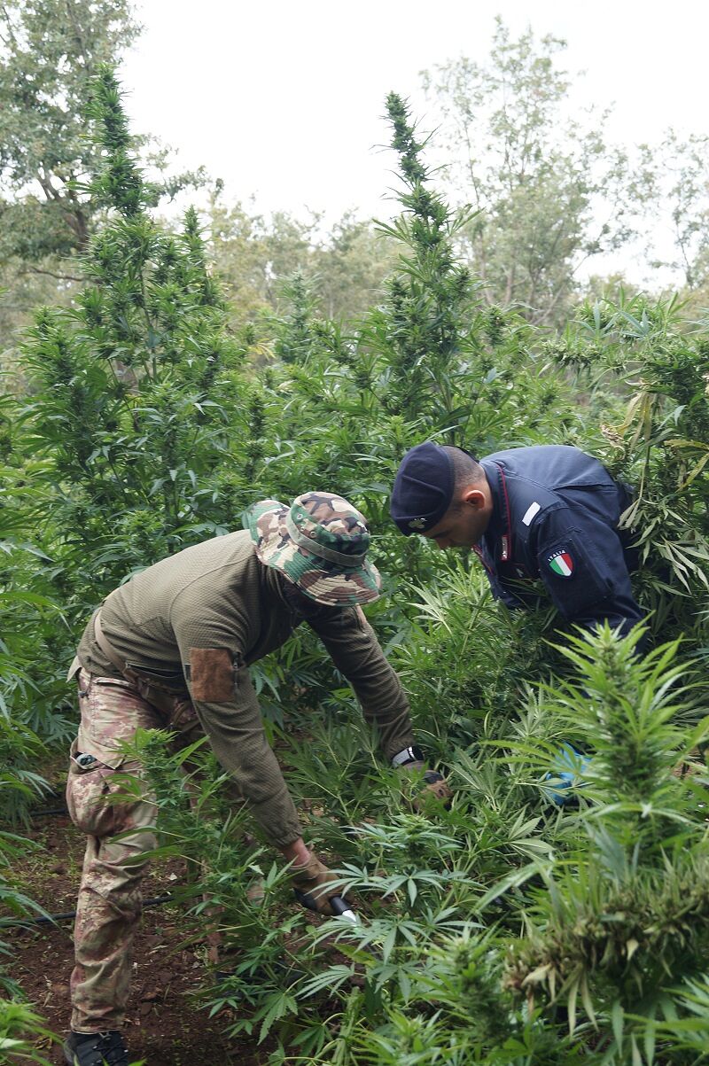 Scoperta nelle campagne di Macomer maxi piantagione di marijuana: oltre 2350 piante