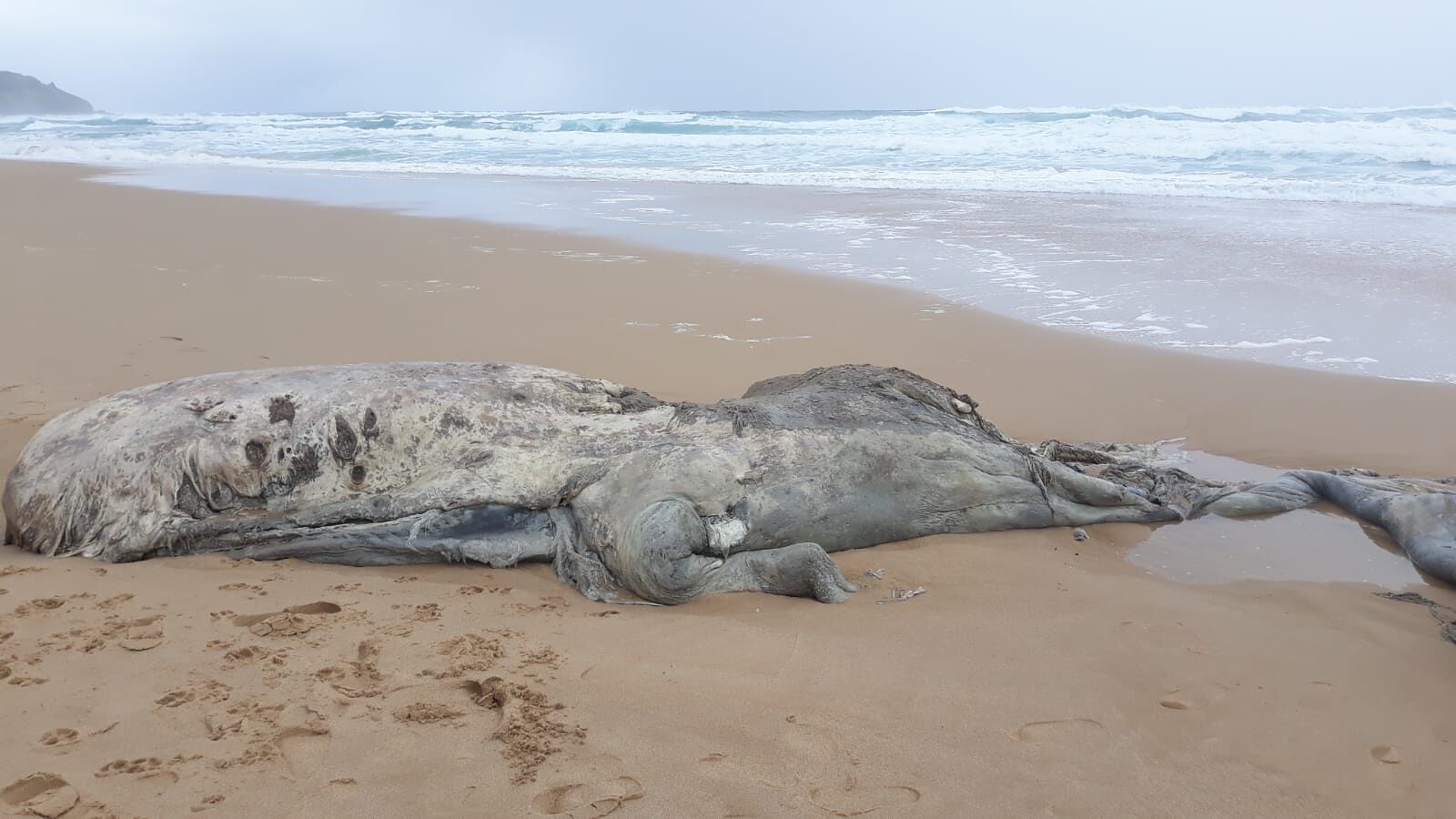 Il mare in burrasca di Scivu riporta in riva i resti di una balena: la scoperta di una bagnina