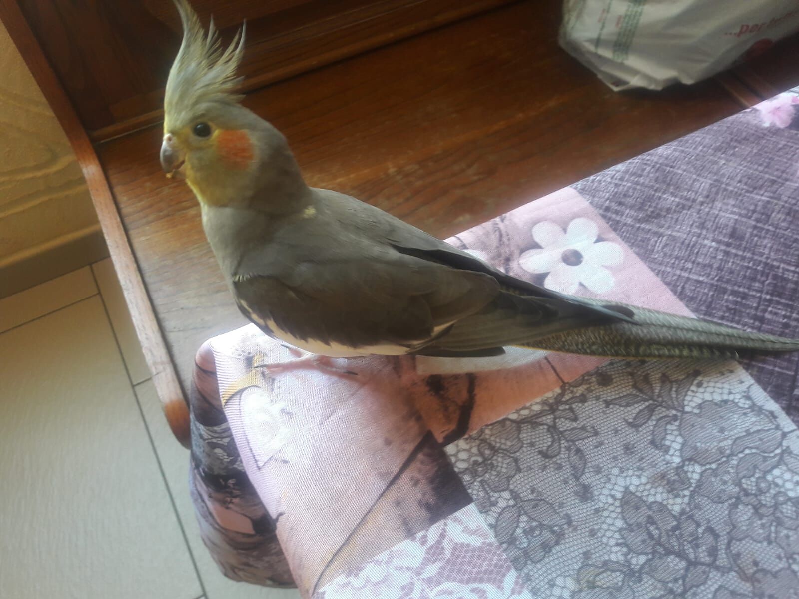 Sos per Pepè, pappagallino scappato a Cagliari: “Offro una ricompensa a chi lo trova”