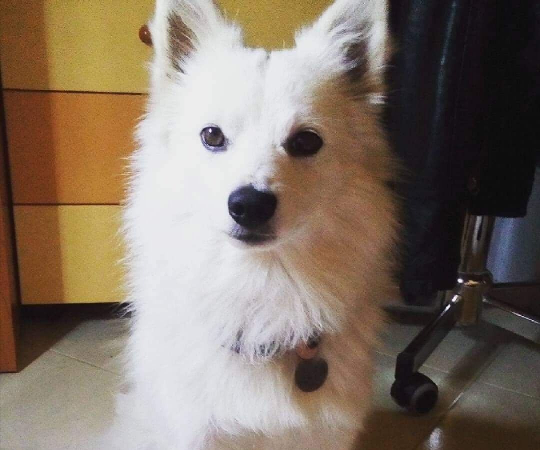 Yago è scomparso da Monserrato, il disperato appello della padrona: “Aiutatemi a riportarlo a casa”