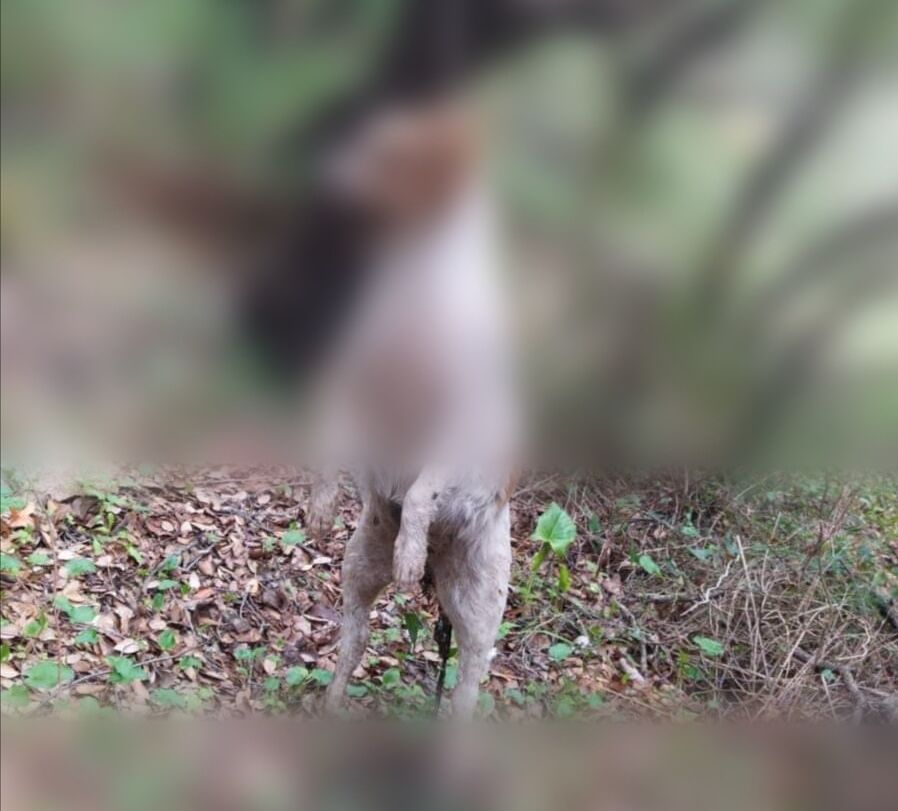 La cagnetta incinta impiccata a Guspini diventa un caso nazionale: scattano le denunce degli animalisti