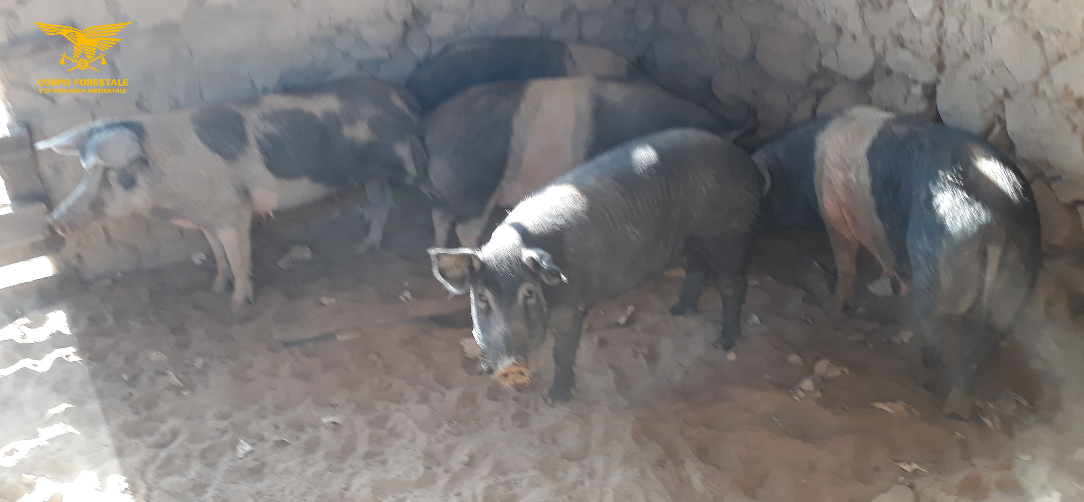 Scoperto un allevamento abusivo di maiali a Siliqua