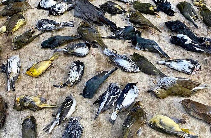 Shock a Philadelphia: piovono dal cielo migliaia di uccelli morti