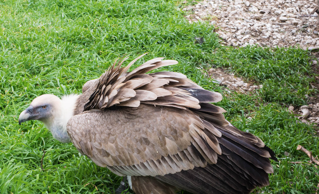 LIFE Safe for Vultures: finanziato un nuovo progetto per la salvaguardia dei Grifoni in Sardegna