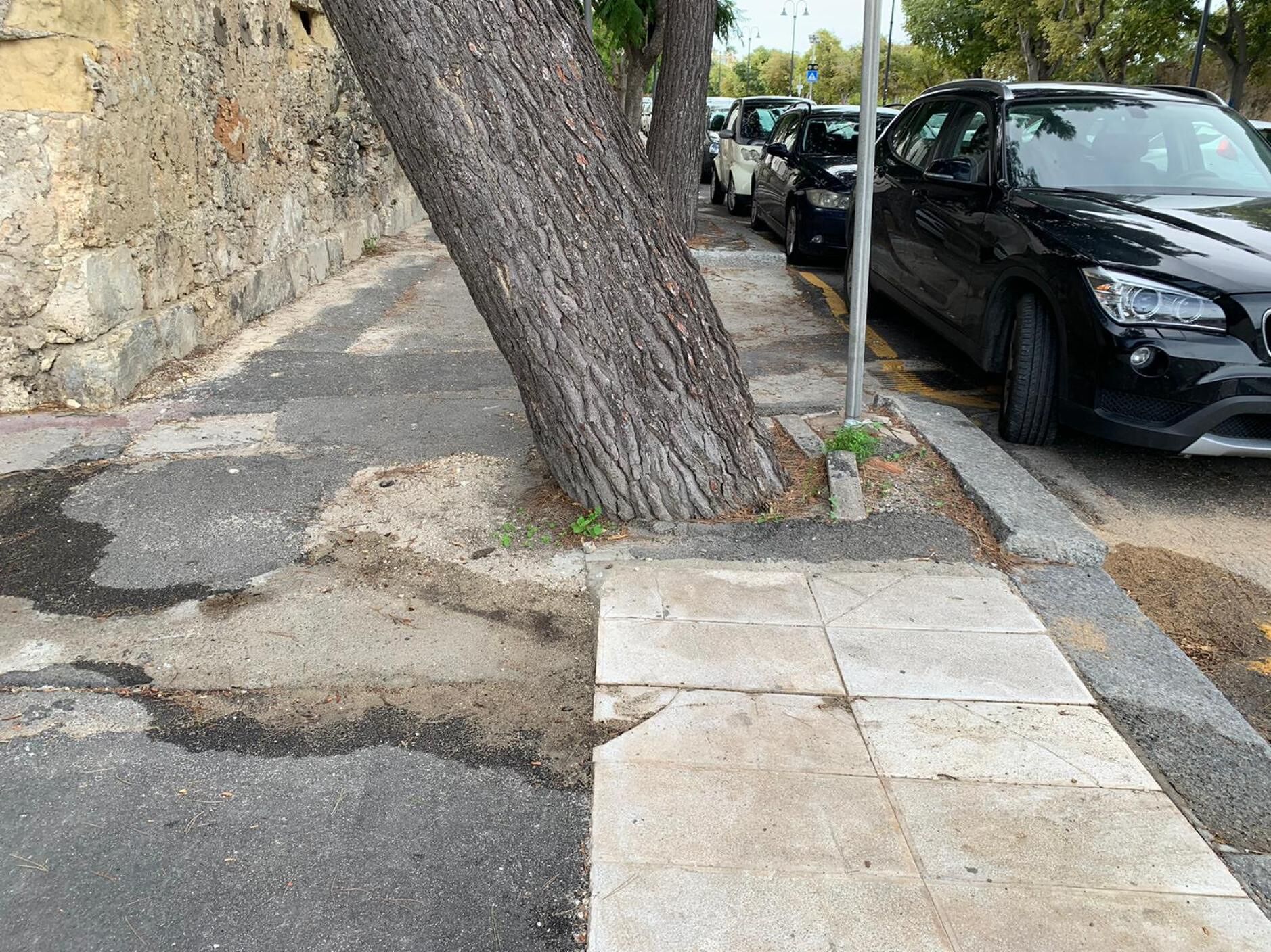 Per motivi di sicurezza, verrà abbattuto un albero in viale Buoncammino: riprendono i tagli a Cagliari